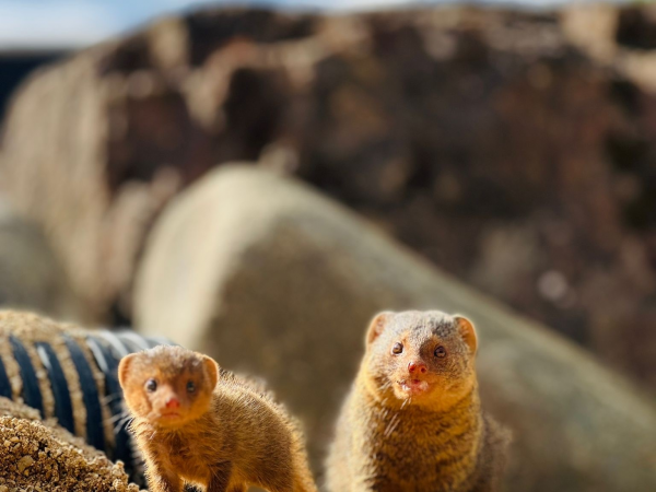 Mother's Day Weekend 2026