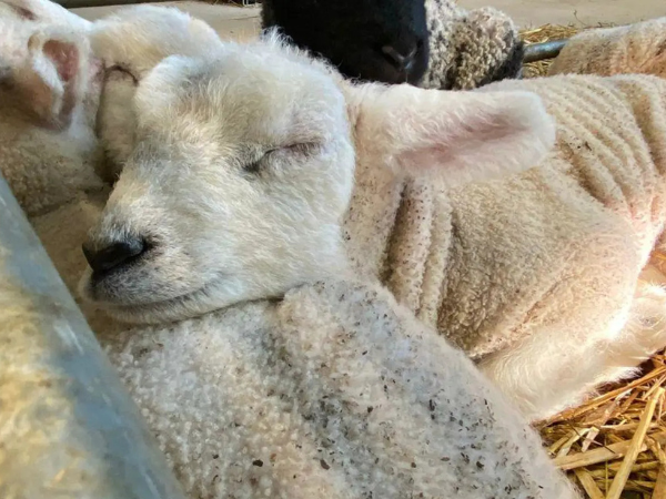 Spring Farming Adventure