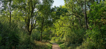 An image of a path leading through a woodland