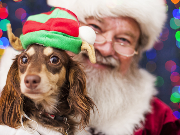 Santa's Pawsome Platter Party For Dogs