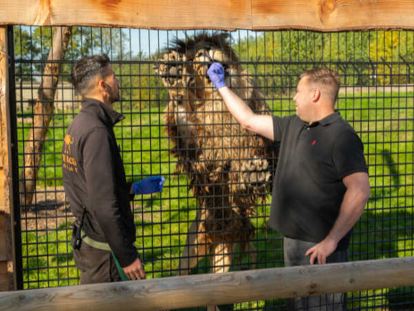 Big Cat Fest - Saturday 1st August