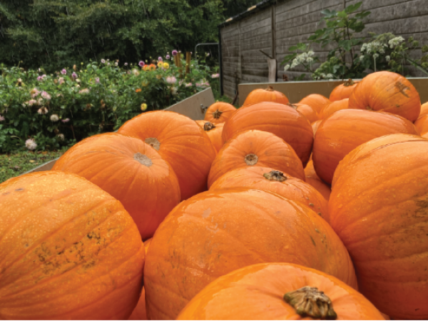 Pumpkin Carving