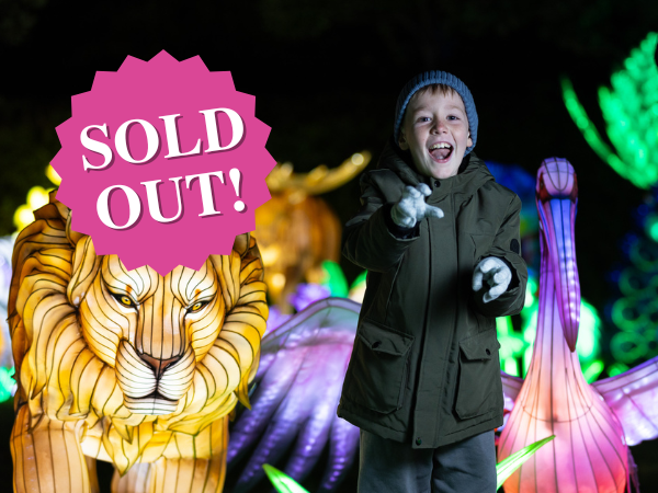 A child in an olive-green jacket stands beside a brightly lit lion sculpture, with other illuminated animals in the background.