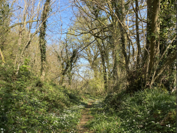Taith Gerdded Pontgarreg Walk - Mai 24 May 10:00