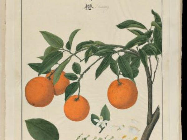 Branch Out | Citrus Science Workshop inspired by Seeds of Exchange: Canton and London in the 1700s