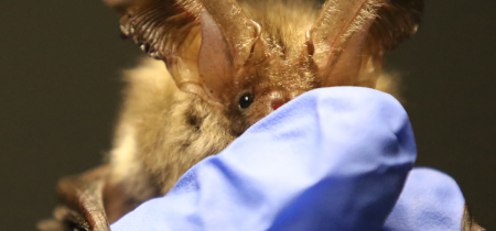 Rescuing and Rehabilitating Ireland’s Bats