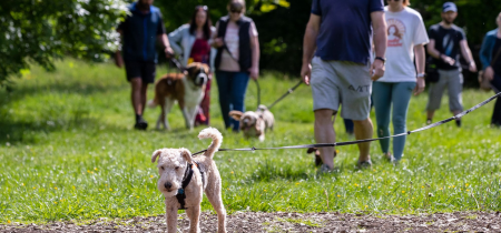 Woof Walk: Caldecotte Lake