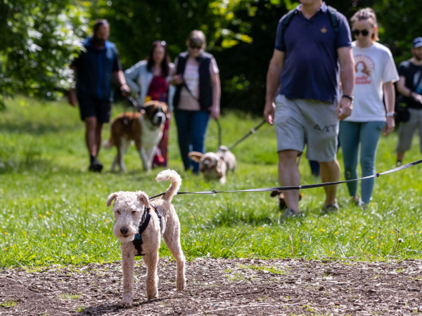 Woof Walk: Caldecotte Lake