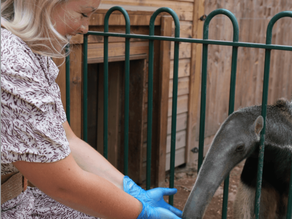 Anteater Antics - Animal Experience