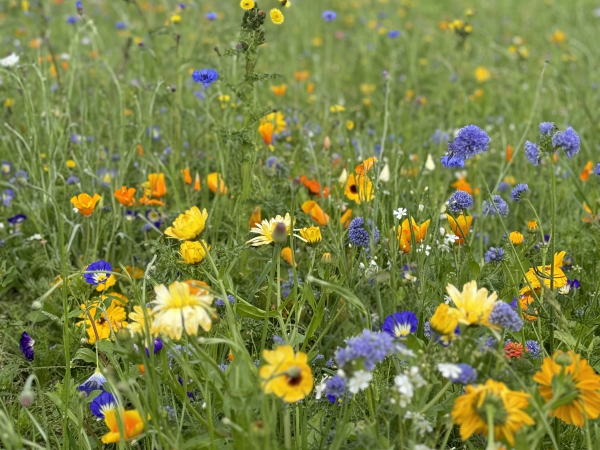 Pick You Own Flowers