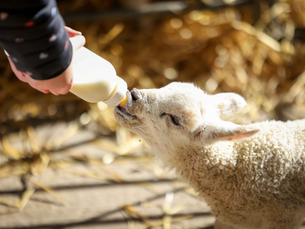Exclusive Early Morning Bottle Feeding Experience