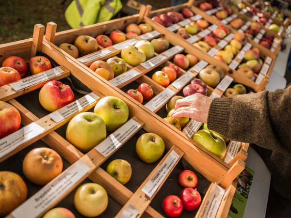 Apple Week - Apple Pressing