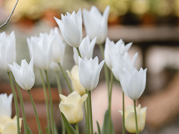 Mothering Sunday Lunch 2026