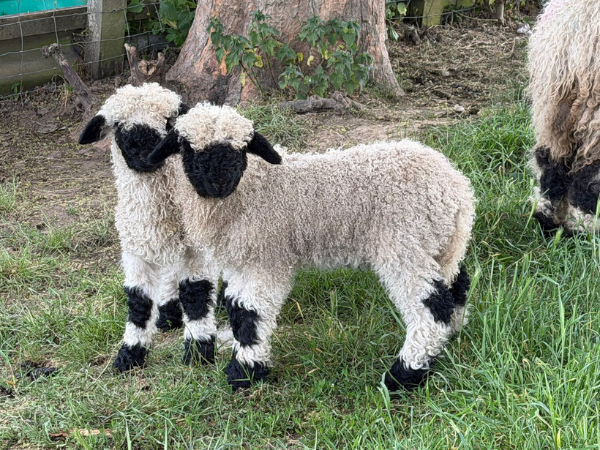 Teddy Bear Sheep Brushing