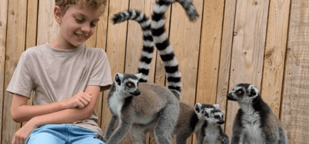 Ring-tailed Lemur Experience