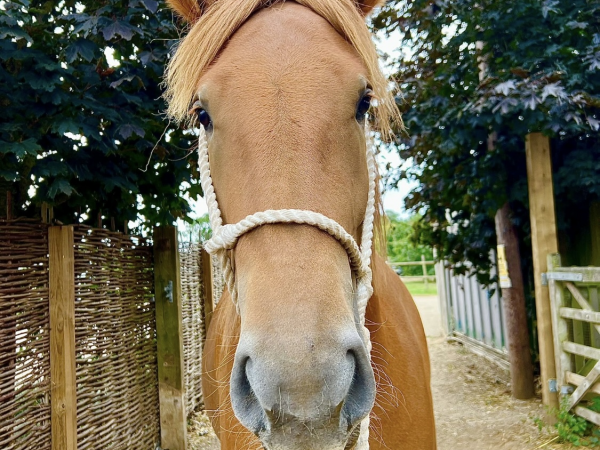 Domestic Species Workshop