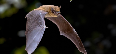 Bat Walk: Stony Stratford Nature Reserve