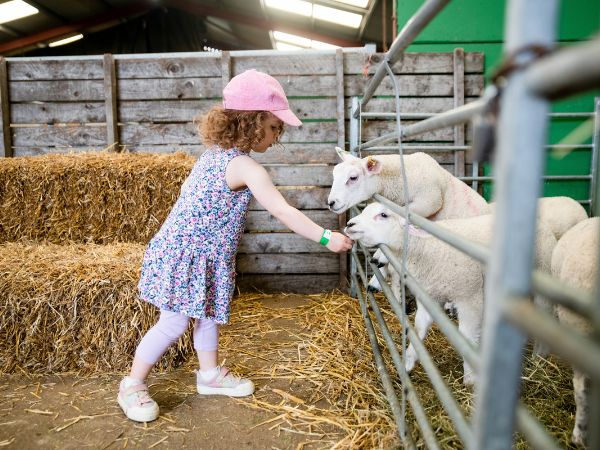 Mini Farm Keeper Experience