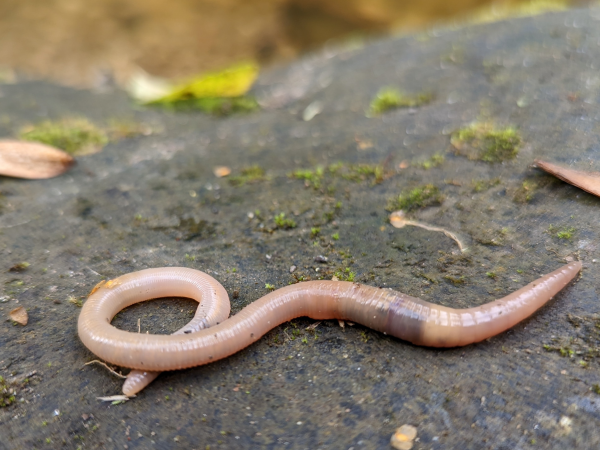 Identifying and Recording Earthworms