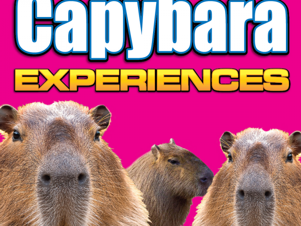 Capybara Experience