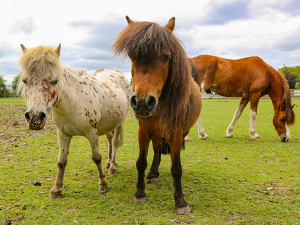 Pony Meet and Greet