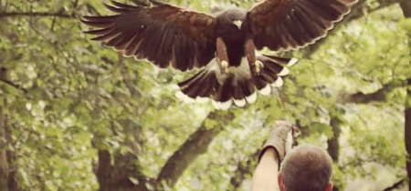 Falconry Experience: 'Hawk this Way'