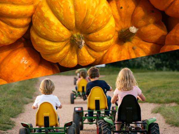Funyard and Pick Your Own Pumpkin Day Pass