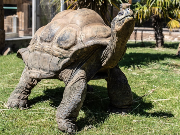 Giant Galapagos Tortoise Experience