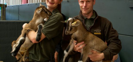 Photo of some children bottle feeding lambs