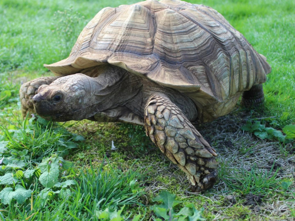 Tortoise Meet and Greet