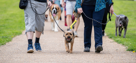 Woof Walk: Floodplain Forest Nature Reserve