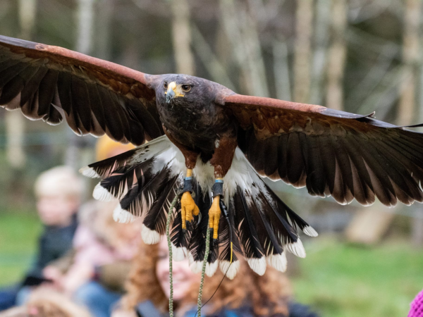 Introduction to Falconry