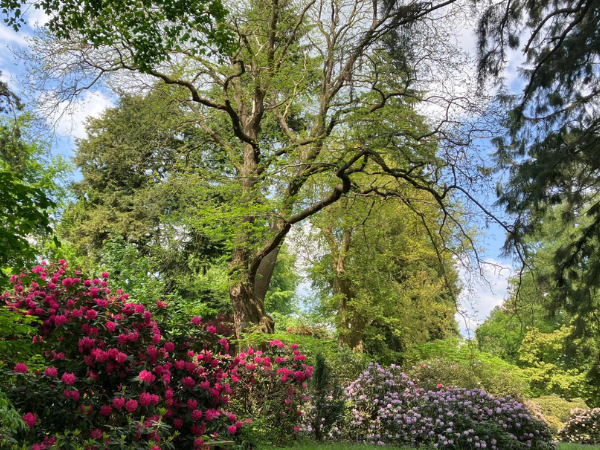 Summer Solstice Mindfulness Retreat and Workshop
