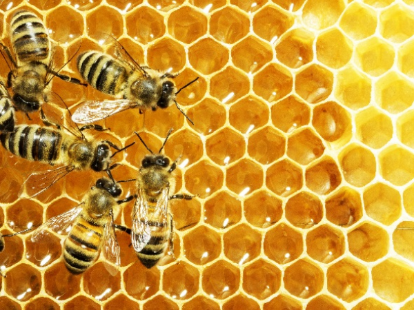 23rd May - Bees