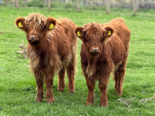 Highland Cow Experience - 9:45am each day - 30 minute experience