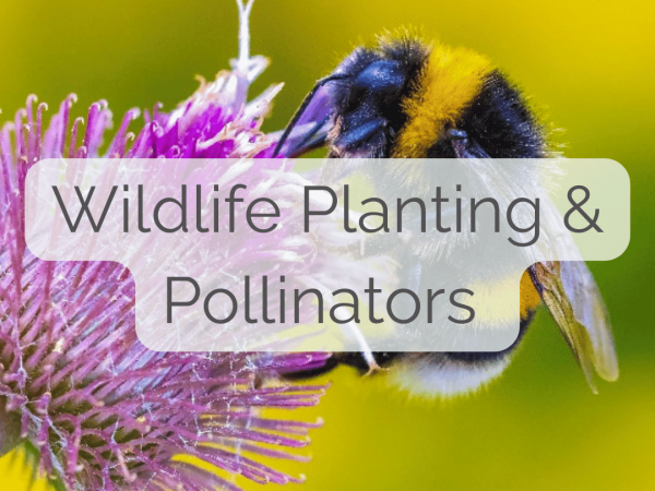 Wildlife Planting & Pollinators