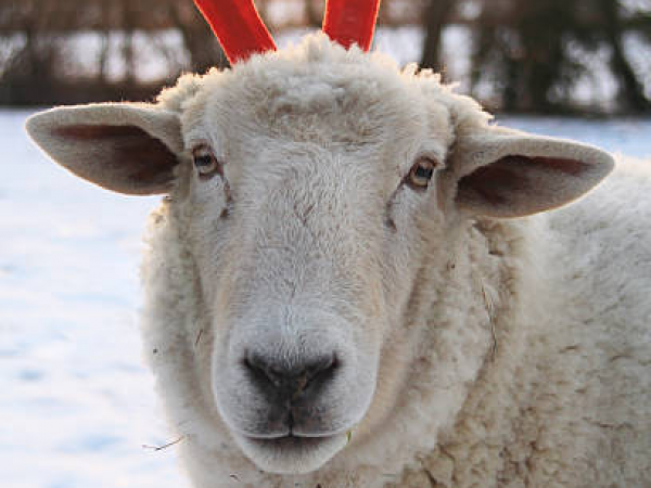 Farm Education Christmas Workshop