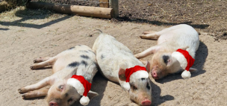 The Christmas Trail with Pig Experience