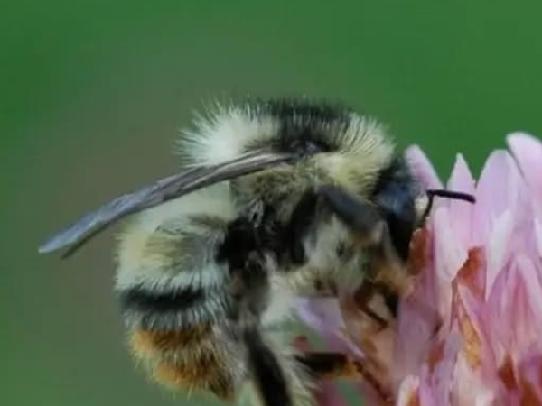 Buzz & Flutter: Friday 21st August. 9:30- 12:00. Family Friendly event, Bookable event, £6.50 per child.