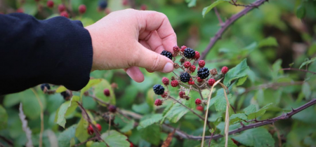 A hand reaches out towards a thorny hedge that has red and black blackberries growing in it. The hand is picking a blackberry.