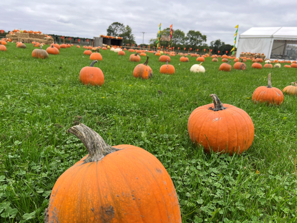 Halloween and Pumpkin Patch