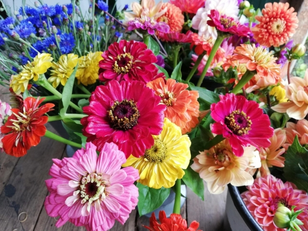 Friends of the Palace - Beginner's Guide to Growing Cut Flowers