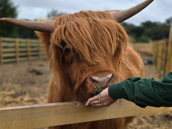 Highland Cow Group Booking (4-7 people)