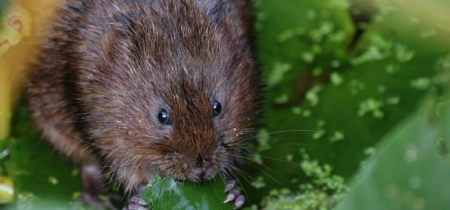 Water Voles and Wetlands