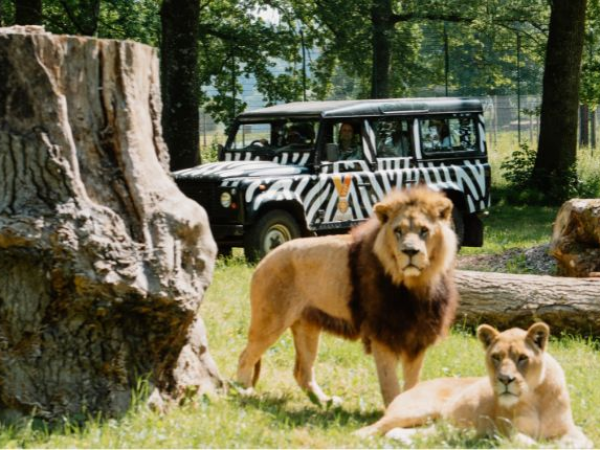 VIP BRONZE SAFARI TOUR