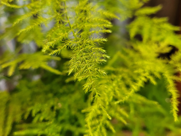 Beginner Houseplants