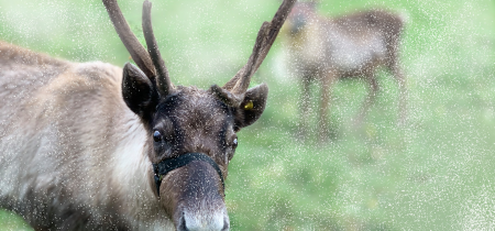 Animal Encounter - Christmas Animals