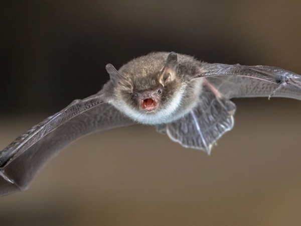 Adult Bat Walk - Stony Stratford Nature Reserve - Tuesday 8 September