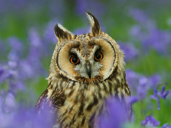 Owl Photography Afternoon