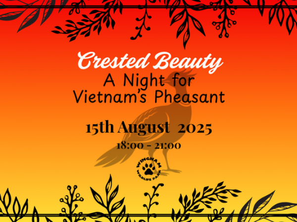 Crested Beauty - A night for Vietnam's Pheasant
